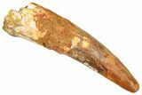Bargain, Fossil Spinosaurus Tooth - Restored Tip #381005-1